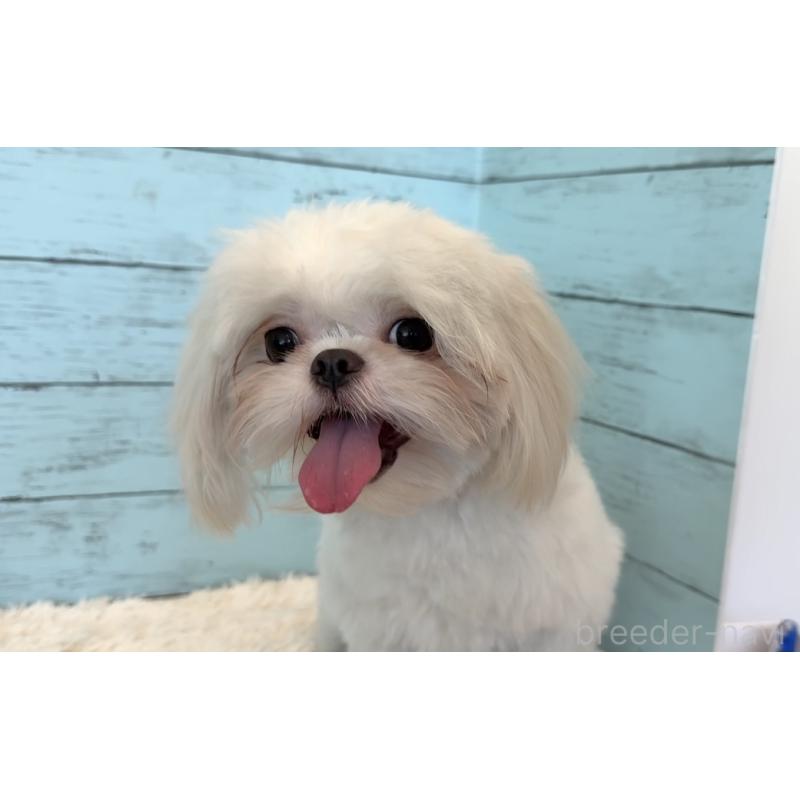 販売中の埼玉県のミックス犬-361568の16枚目