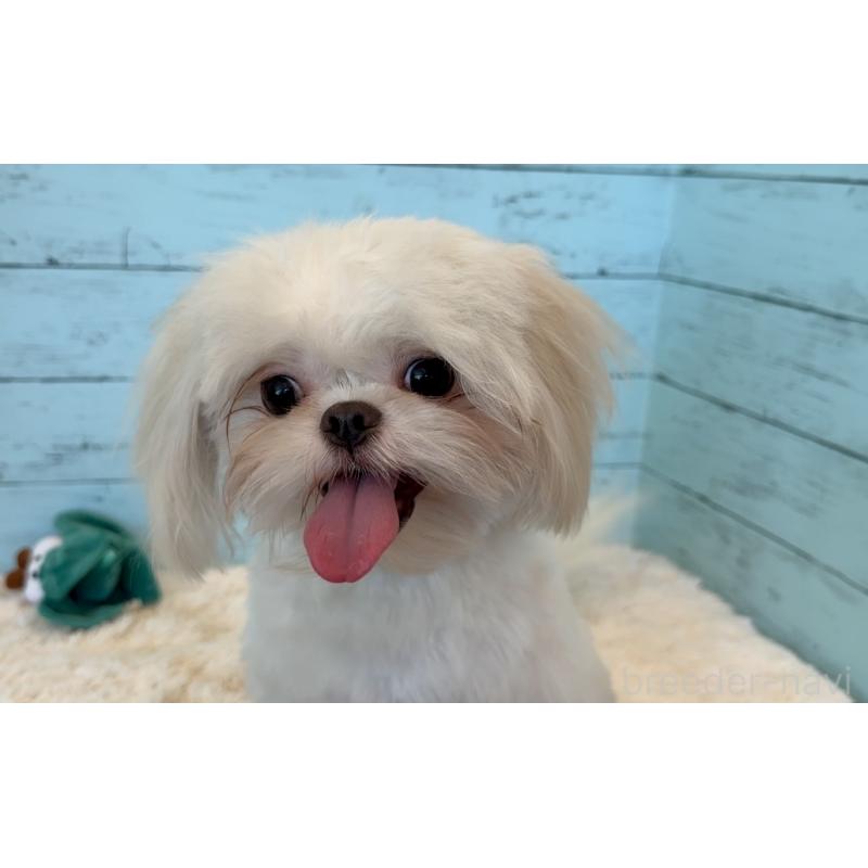 販売中の埼玉県のミックス犬-361568の15枚目