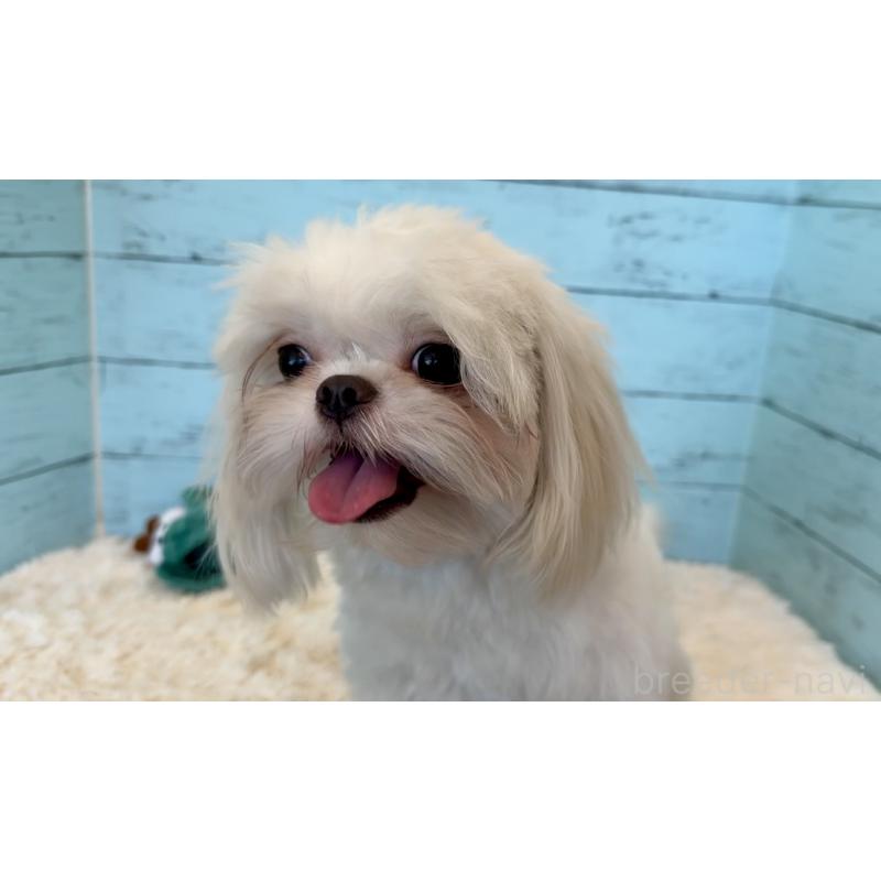 販売中の埼玉県のミックス犬-361568の14枚目