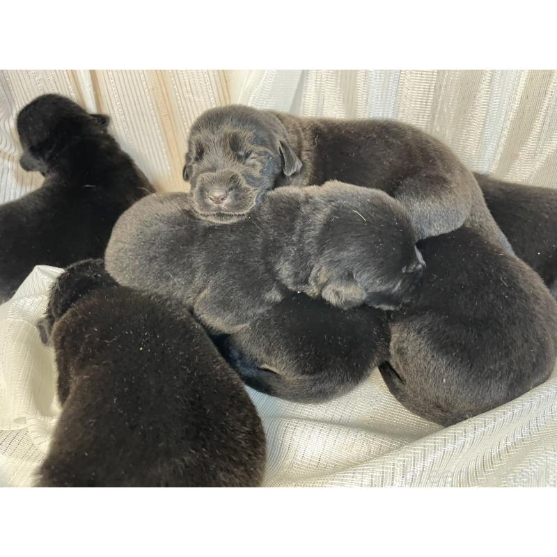 販売中の千葉県のミックス犬-420721の4枚目