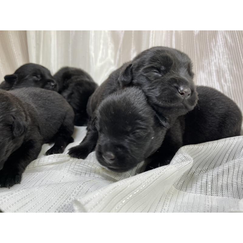 販売中の千葉県のミックス犬-420721の3枚目
