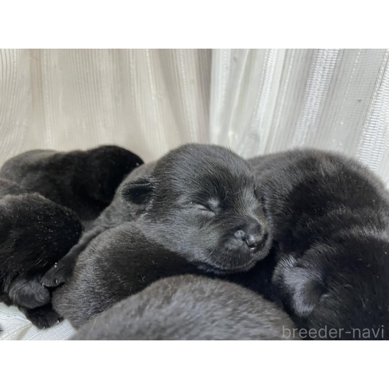 販売中の千葉県のミックス犬-420721の2枚目