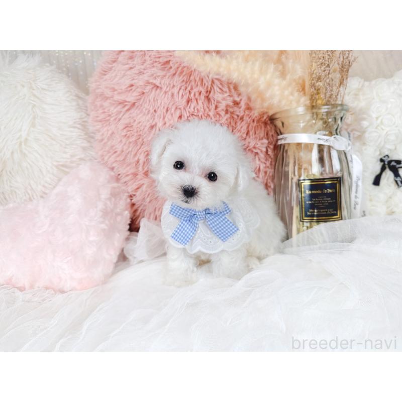 販売中の大阪府のミックス犬-420741の10枚目