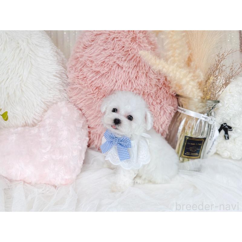 販売中の大阪府のミックス犬-420741の9枚目