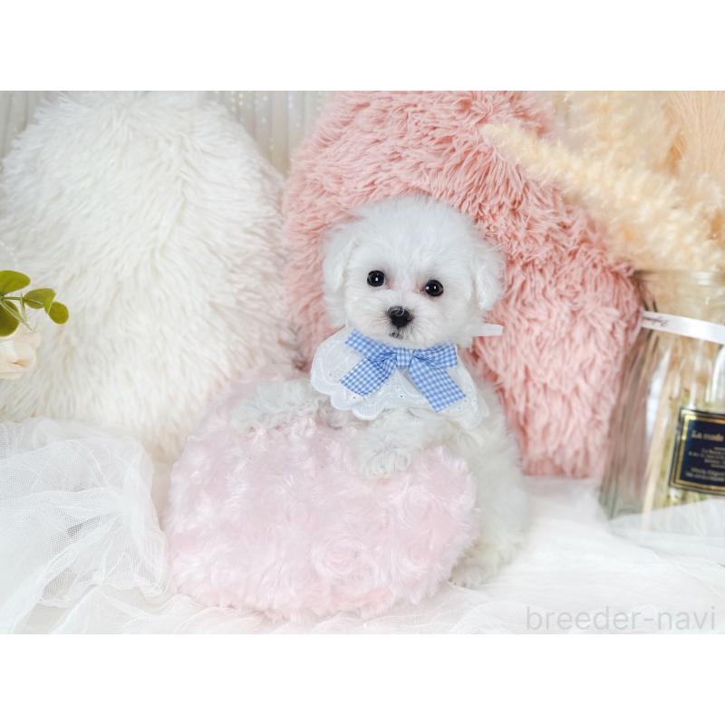 販売中の大阪府のミックス犬-420741の8枚目