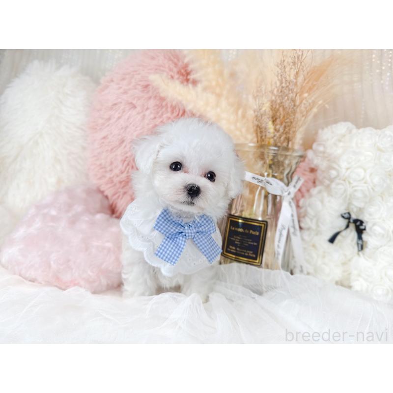 販売中の大阪府のミックス犬-420741の7枚目