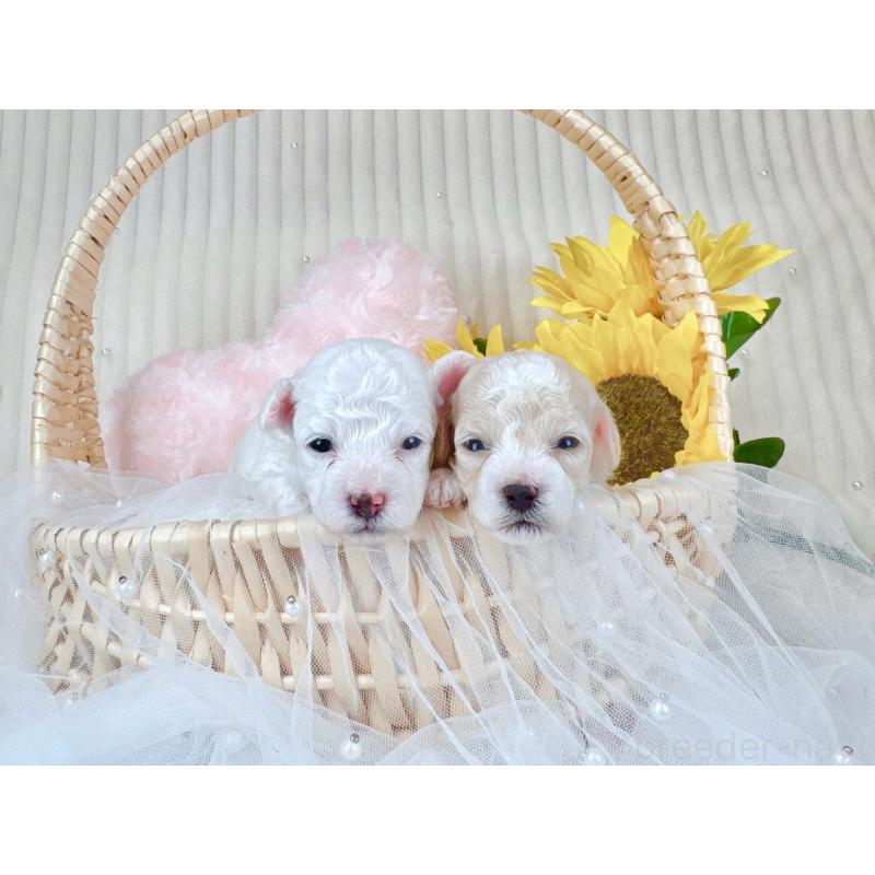 販売中の大阪府のミックス犬-420741の6枚目