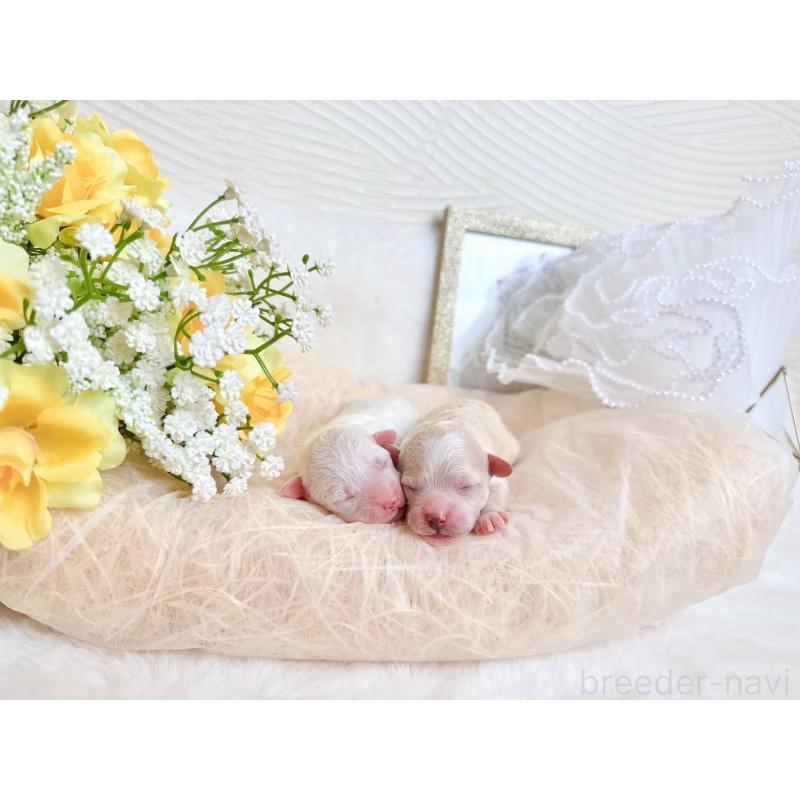 販売中の大阪府のミックス犬-420741の5枚目