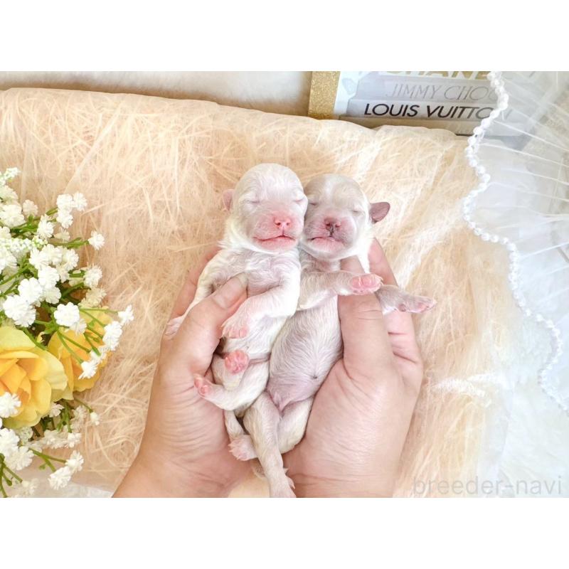 販売中の大阪府のミックス犬-420741の4枚目