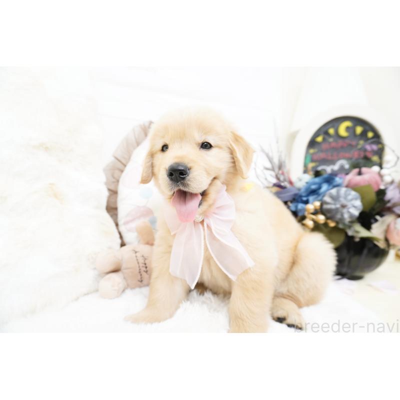 成約済の大阪府のゴールデンレトリーバー-418699の3枚目