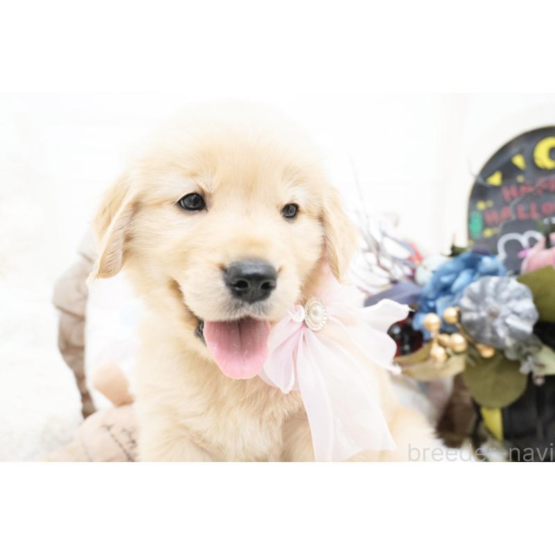 成約済の大阪府のゴールデンレトリーバー-418699の2枚目