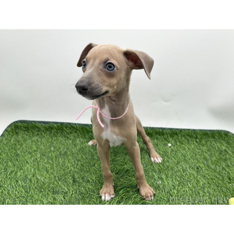 成約済の愛知県のイタリアングレーハウンド(イタグレ)-417525