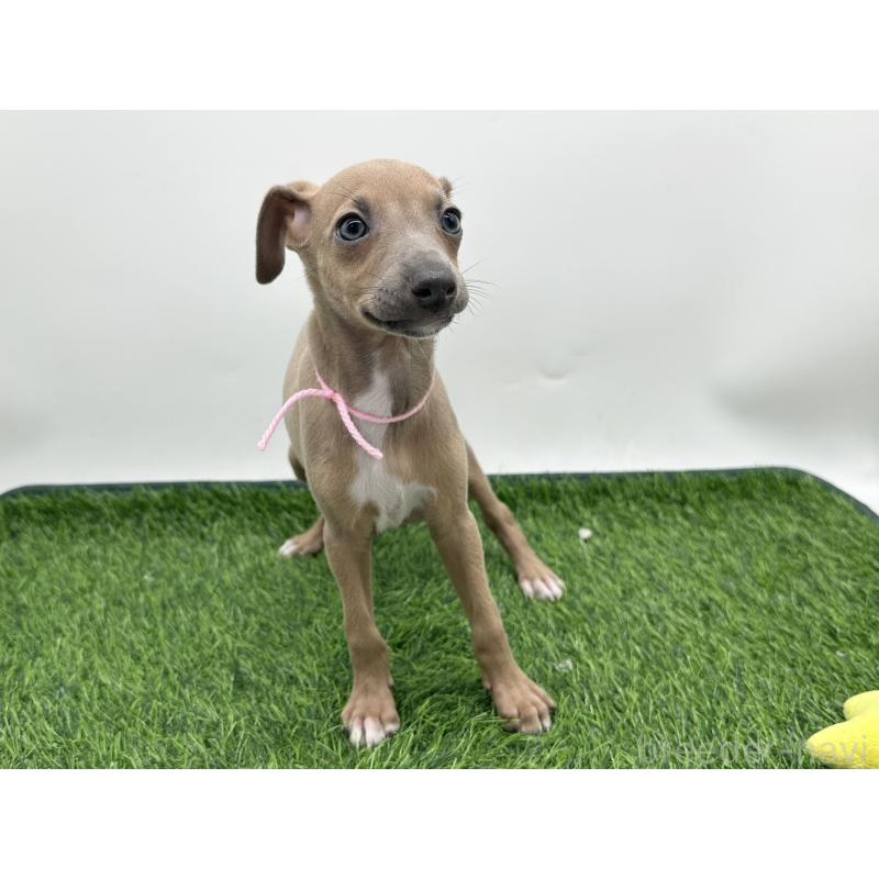 成約済の愛知県のイタリアングレーハウンド(イタグレ)-417525の6枚目