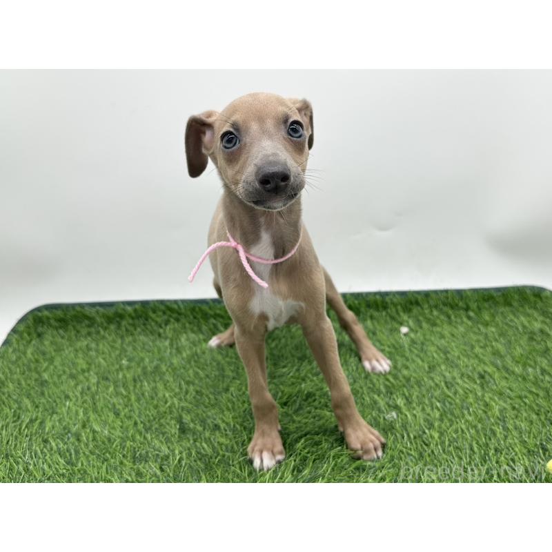 成約済の愛知県のイタリアングレーハウンド(イタグレ)-417525の5枚目