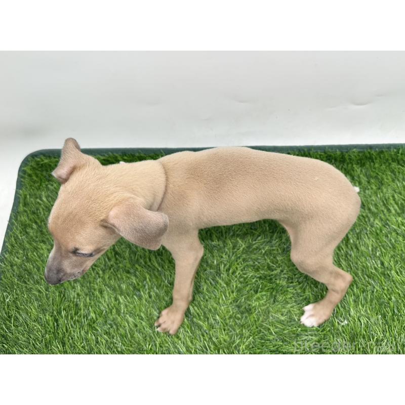 成約済の愛知県のイタリアングレーハウンド(イタグレ)-417525の4枚目