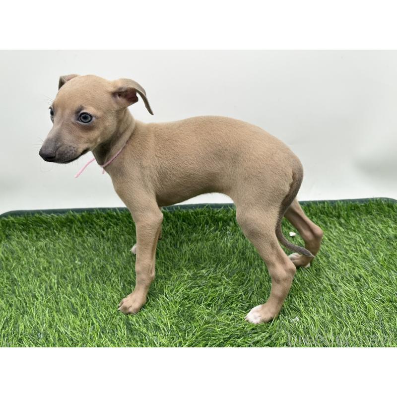 成約済の愛知県のイタリアングレーハウンド(イタグレ)-417525の3枚目