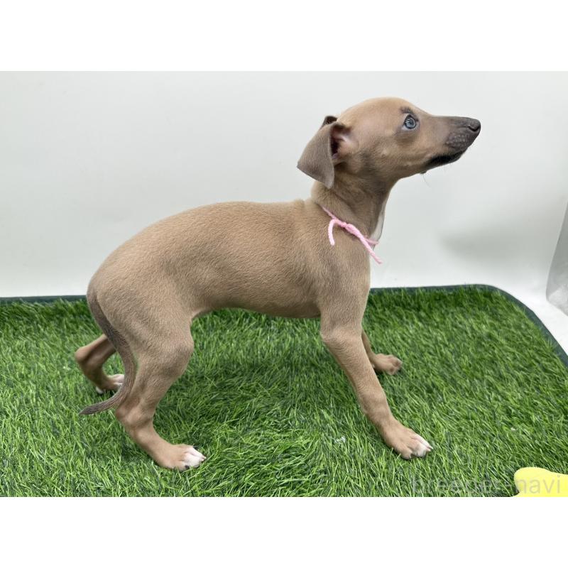 成約済の愛知県のイタリアングレーハウンド(イタグレ)-417525の2枚目