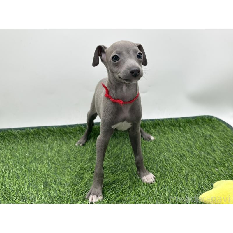 成約済の愛知県のイタリアングレーハウンド(イタグレ)-417526の1枚目