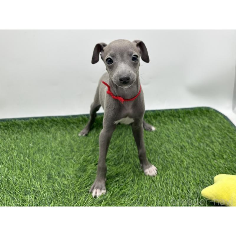 成約済の愛知県のイタリアングレーハウンド(イタグレ)-417526の5枚目