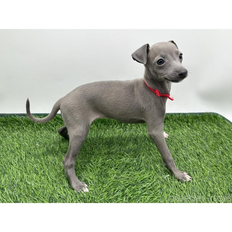 成約済の愛知県のイタリアングレーハウンド(イタグレ)-417526の4枚目