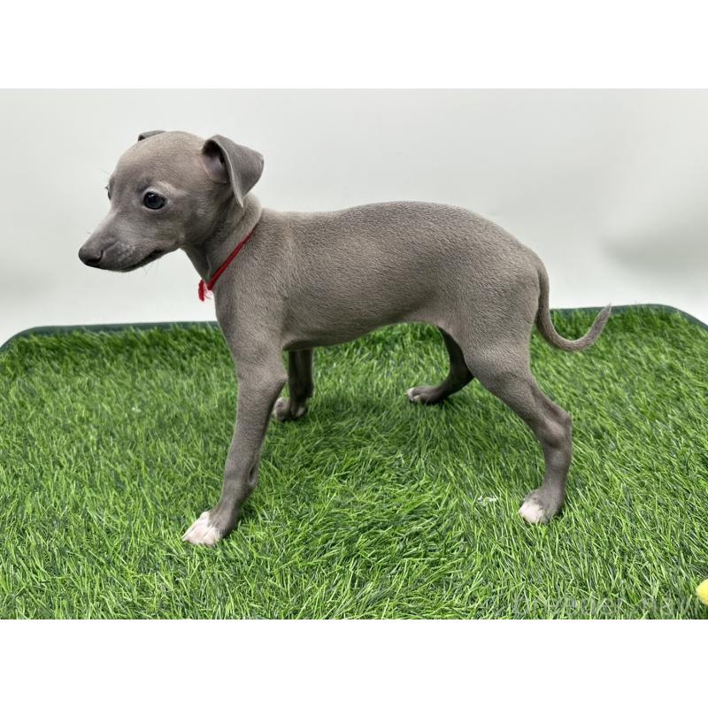 成約済の愛知県のイタリアングレーハウンド(イタグレ)-417526の3枚目