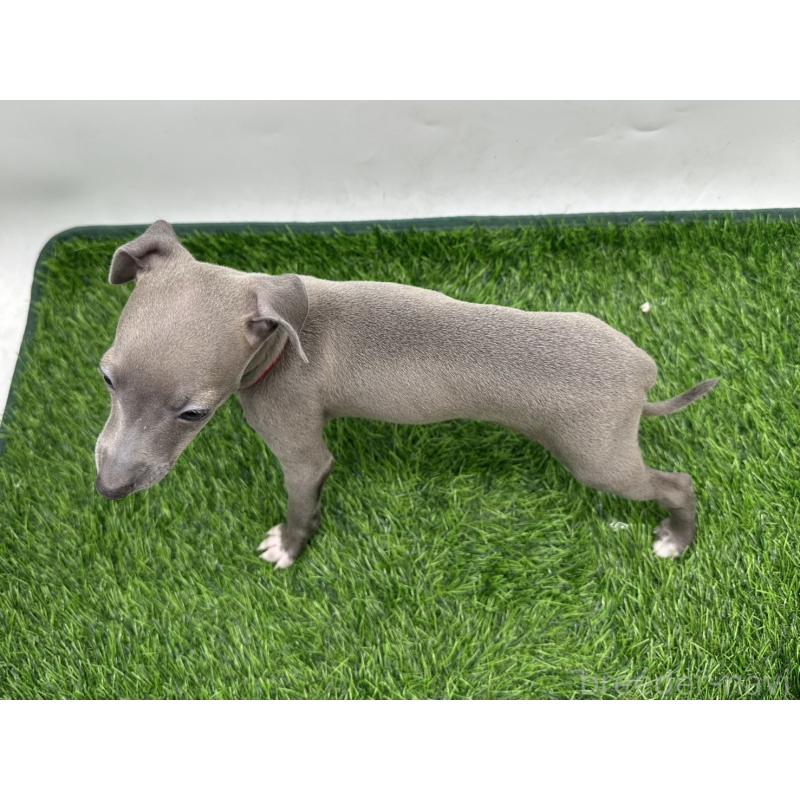 成約済の愛知県のイタリアングレーハウンド(イタグレ)-417526の2枚目