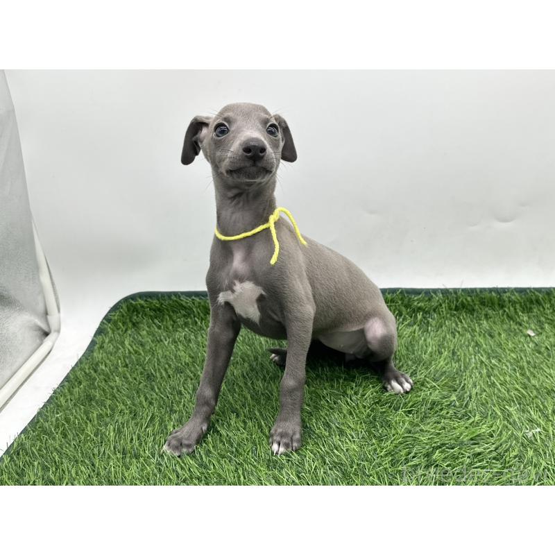 成約済の愛知県のイタリアングレーハウンド(イタグレ)-417528の5枚目