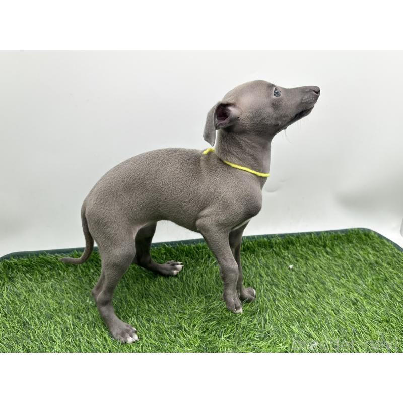 成約済の愛知県のイタリアングレーハウンド(イタグレ)-417528の4枚目