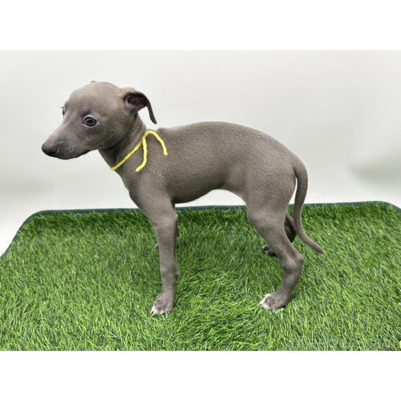 成約済の愛知県のイタリアングレーハウンド(イタグレ)-417528の3枚目