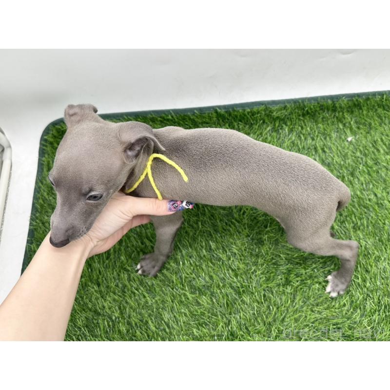 成約済の愛知県のイタリアングレーハウンド(イタグレ)-417528の2枚目