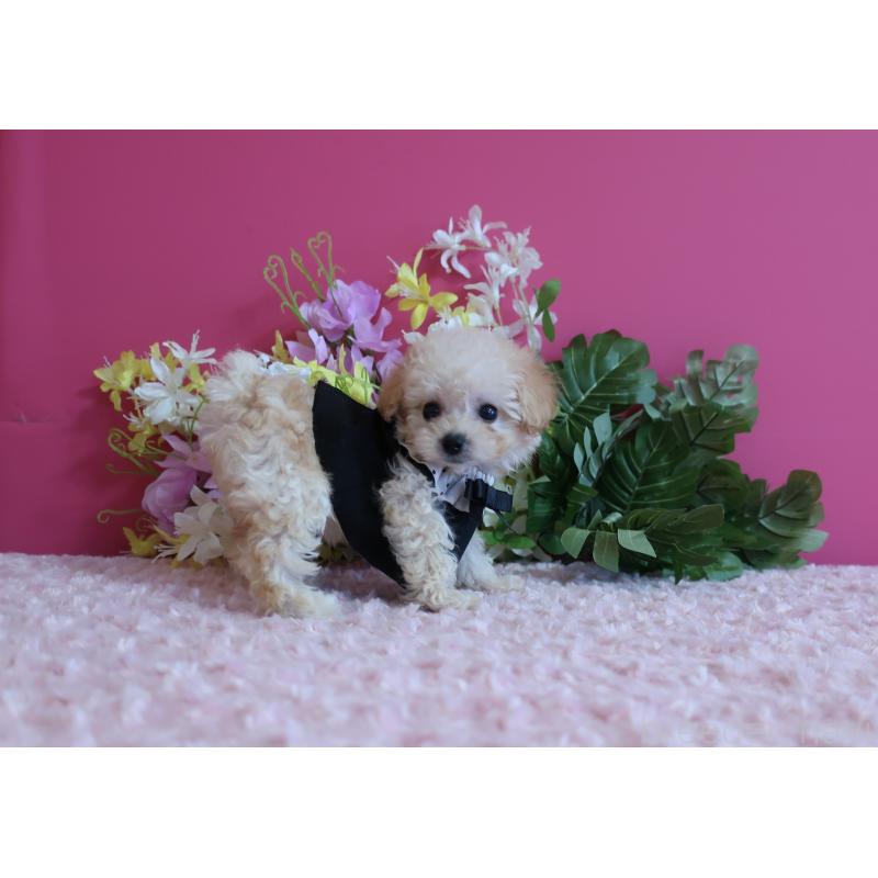 成約済の鹿児島県のティーカッププードル-419492の10枚目