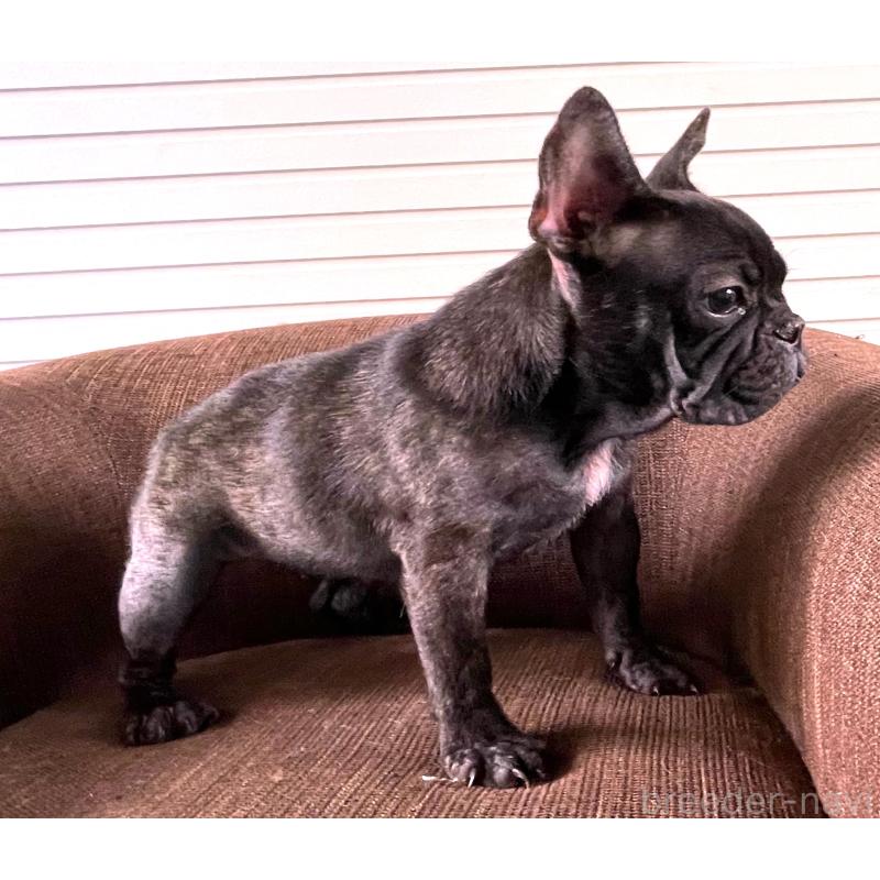 販売中の大阪府のフレンチブルドッグ-380525の4枚目