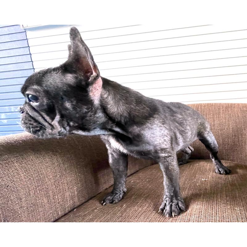 販売中の大阪府のフレンチブルドッグ-380525の3枚目