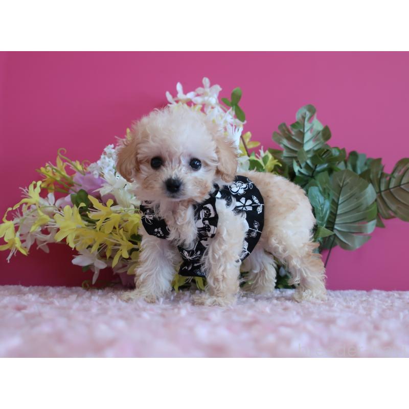 成約済の鹿児島県のティーカッププードル-419492の9枚目