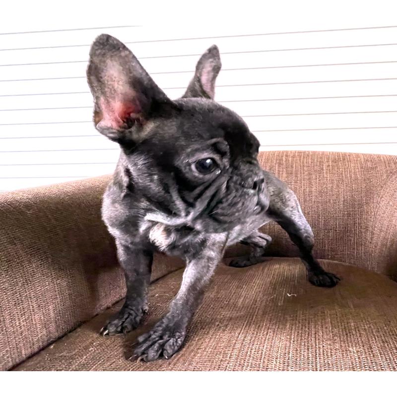販売中の大阪府のフレンチブルドッグ-380525の2枚目