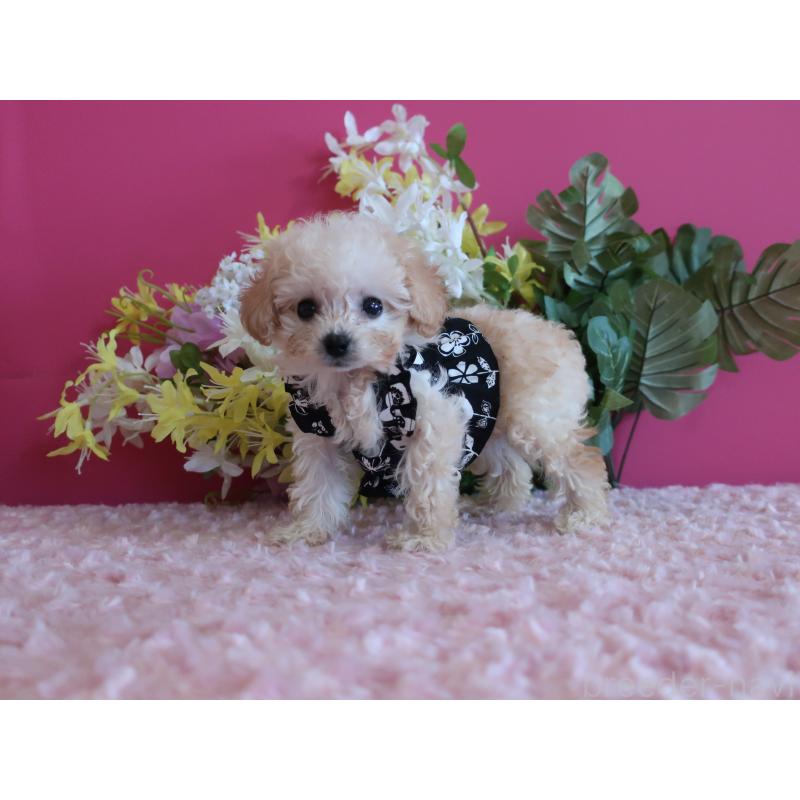 成約済の鹿児島県のティーカッププードル-419492の8枚目