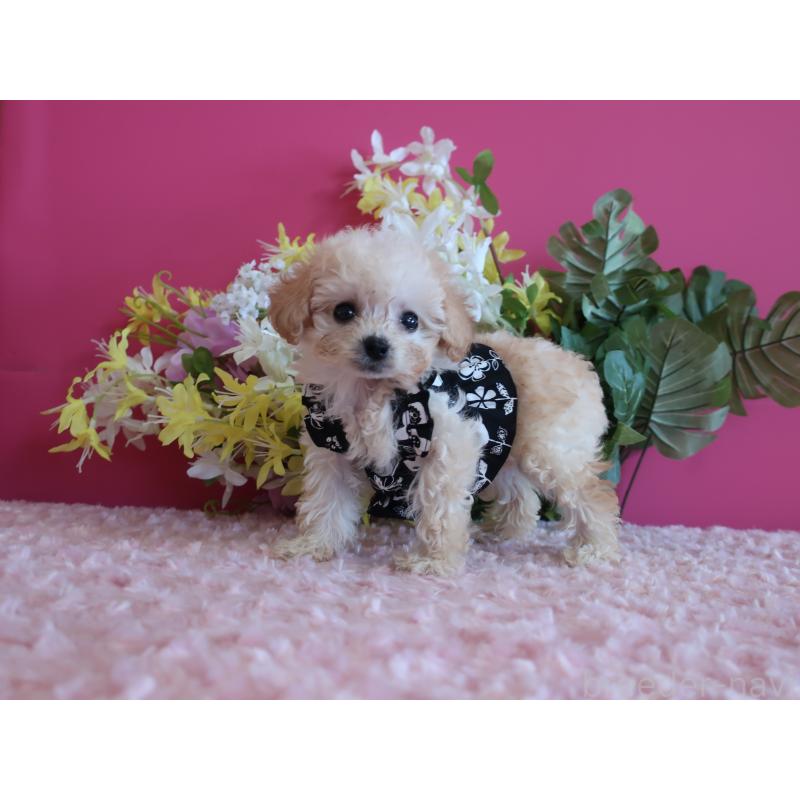 成約済の鹿児島県のティーカッププードル-419492の7枚目