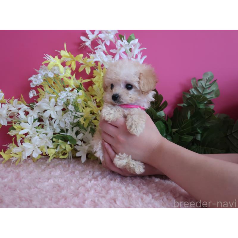 成約済の鹿児島県のティーカッププードル-419492の5枚目