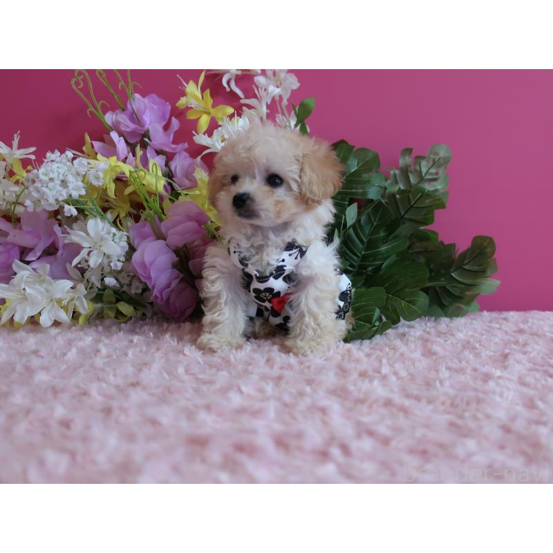 成約済の鹿児島県のティーカッププードル-419492の4枚目