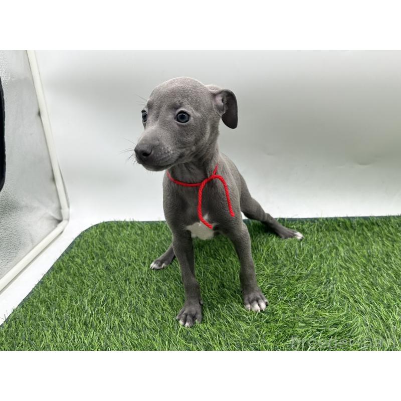 成約済の愛知県のイタリアングレーハウンド(イタグレ)-419739の5枚目