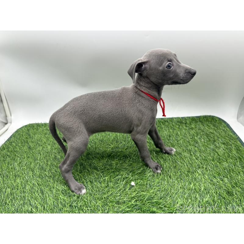 成約済の愛知県のイタリアングレーハウンド(イタグレ)-419739の4枚目