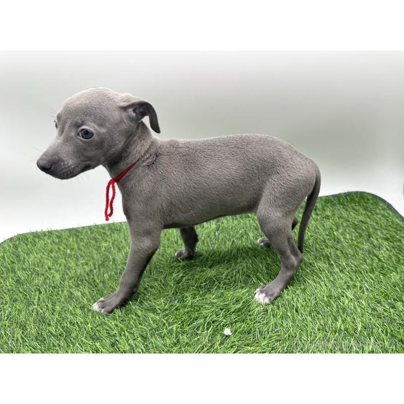 成約済の愛知県のイタリアングレーハウンド(イタグレ)-419739の3枚目