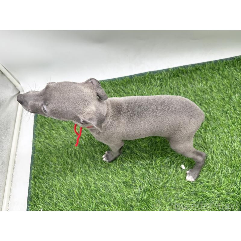 成約済の愛知県のイタリアングレーハウンド(イタグレ)-419739の2枚目