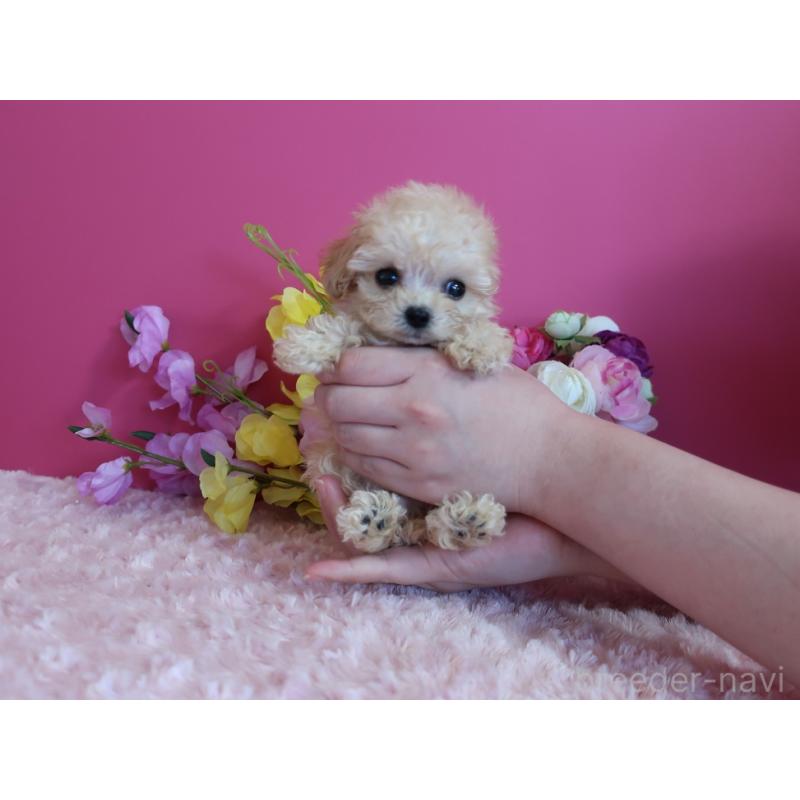 成約済の鹿児島県のティーカッププードル-419492の3枚目