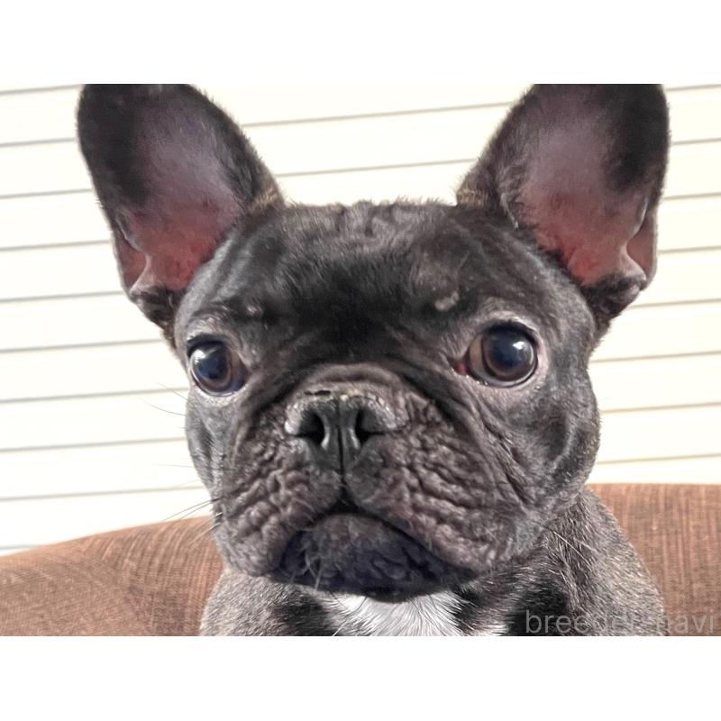 販売中の大阪府のフレンチブルドッグ-380523の5枚目