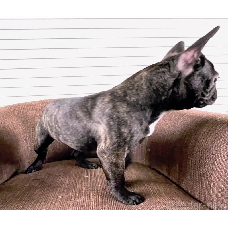 販売中の大阪府のフレンチブルドッグ-380523の4枚目