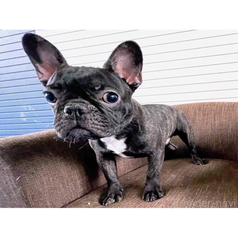 販売中の大阪府のフレンチブルドッグ-380523の3枚目