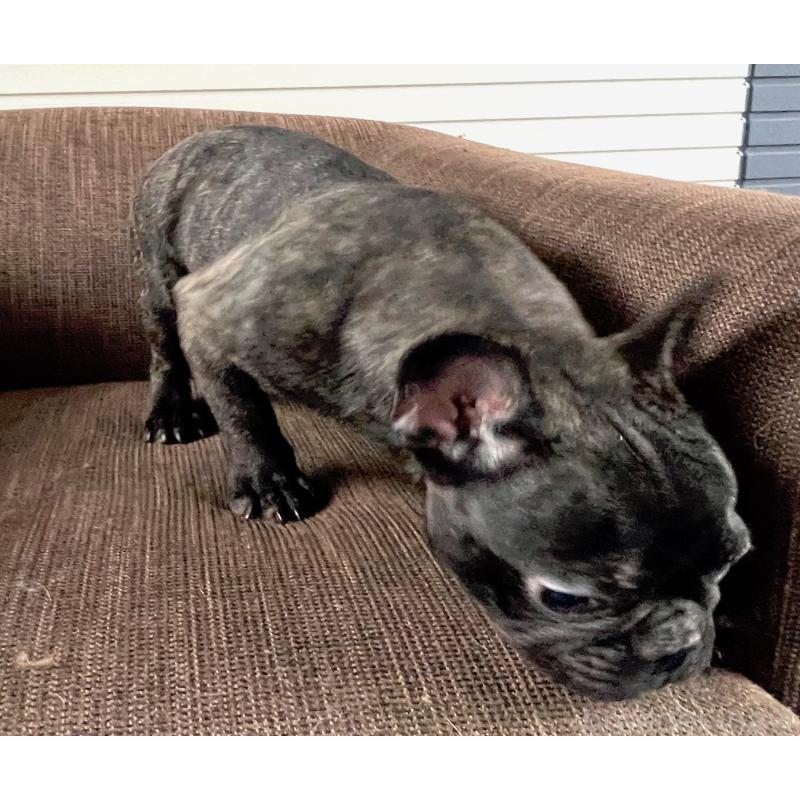 販売中の大阪府のフレンチブルドッグ-380523の2枚目