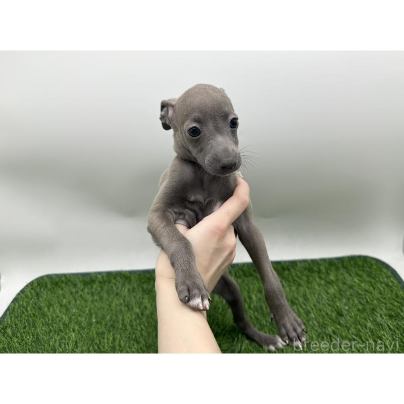 成約済の愛知県のイタリアングレーハウンド(イタグレ)-419741の1枚目