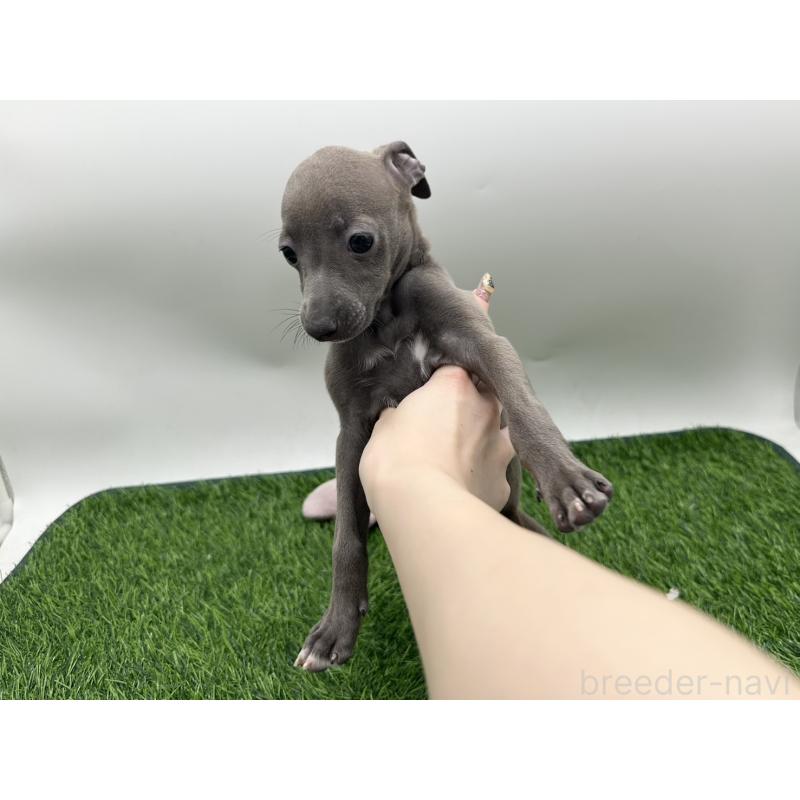 成約済の愛知県のイタリアングレーハウンド(イタグレ)-419741の5枚目